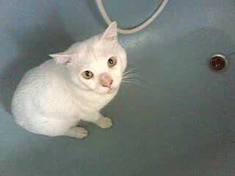 My cat drinking water from the bath!