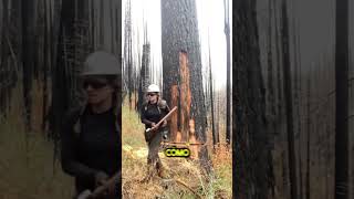 ¡Nadie esperaba que funcionara! 🌲😱