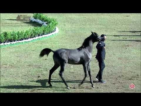 N.125 S N SUMOU - 2020 PSAIAHF Al Khalediah Show - Yearling Colts (Class 4A)