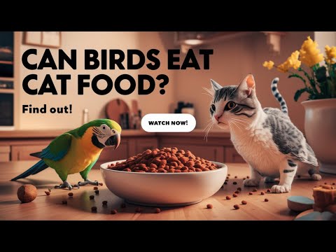 Can Birds Eat Cat Food? | Pets Caring Hub