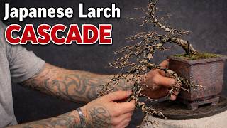 Japanese Larch Cascade Bonsai Styling | Wiring & Design