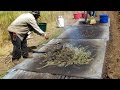 The Art Of Making Freekeh A Traditional Green Wheat Delicacy