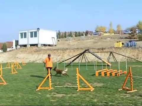 2011.11.01. Agility training - Bosco