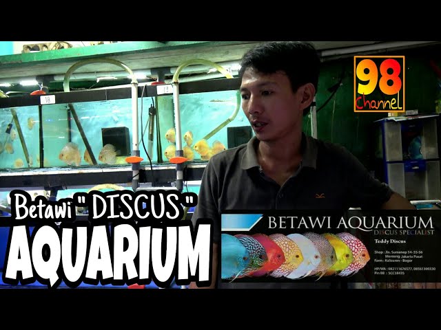 Betawi " DISCUS" Aquarium - Discusnya Emang TOP