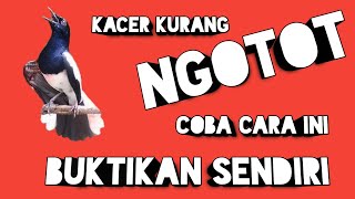 Download lagu Cara menaikan emosi kacer mp3