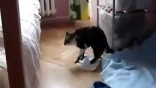 Download lagu Begini lah kalo kucing jaman now , Teler makan daun marijuana mp3