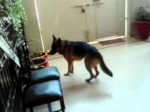 Sikander dog CASPER  GSD.avi