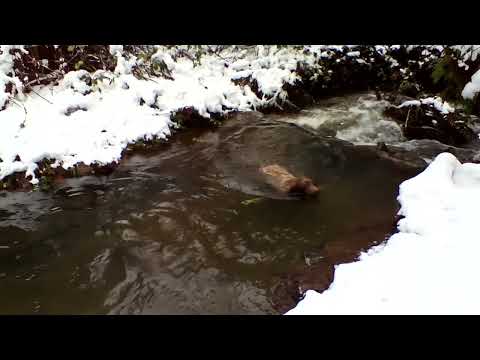 This pudelpointer loves COLD water