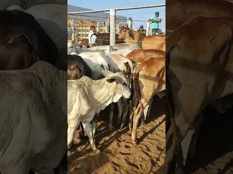 FEIRA DO GADO EM CIPÓ BA