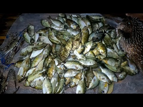 SPEARFISHING My pang ulam na my pang benta pa CATCH & SELL