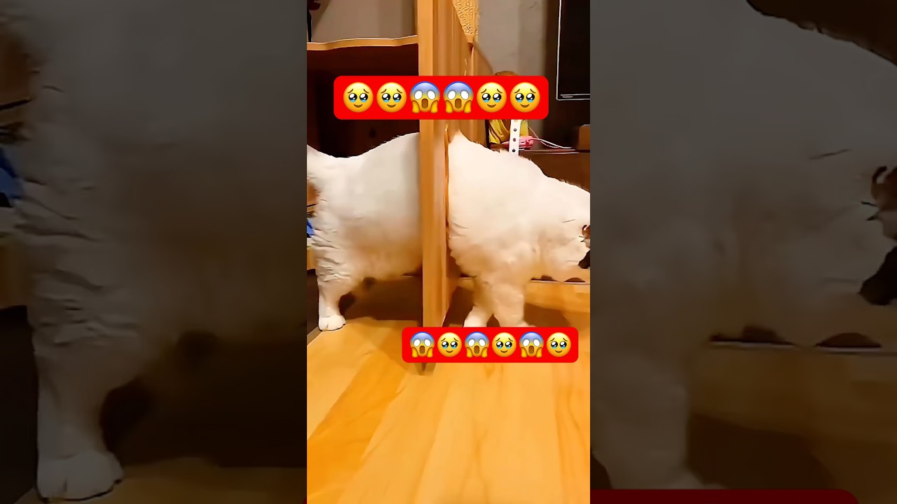 #cat