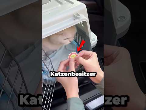 Das sollte jeder Katzenbesitzer kennen… 😳