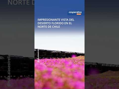 Impresionante vista del desierto florido en el norte de Chile