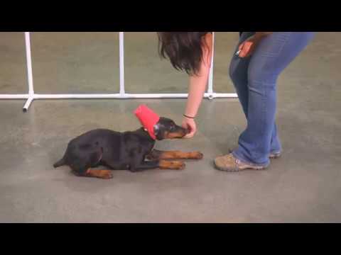 Rae 14 Week Old Doberman Female Early Development