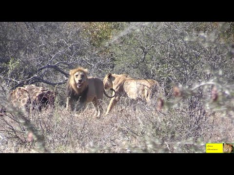 Lion Romance At A Giraffe Meal
