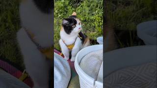 【ちゃむまるピクニック】 #猫好き #cat #かわいい #癒し #動物 #ねこ散歩 #ねこ動画 #三毛猫 #cute  #comedy