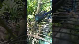 Download lagu pikat burung korlap #shorts mp3 Download lagu pikat burung korlap #shorts mp3