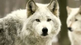 La mort de l&#39;ours