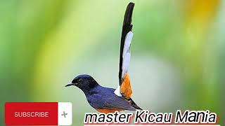 Download lagu suara pikat burung murai batu/suara pancingan murai batu mp3