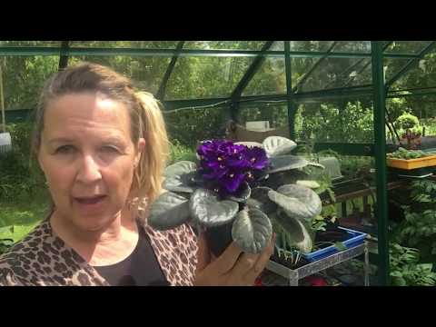 Leaf petiole cuttings of Saintpaulia ionantha (African Violet) RHS level 2 propagation.