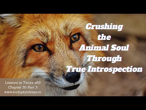 Lessons in Tanya #63 - Chapter 30 Part 3 [Crushing The Animal Soul Through True Introspection]