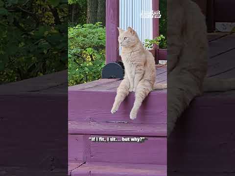 The FUNNIEST Cat Videos!