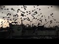 Mana Ki Mushkil Hai Safar Status Whatsappstatus Birdlover Pigeon Animallover MANALIBEDI