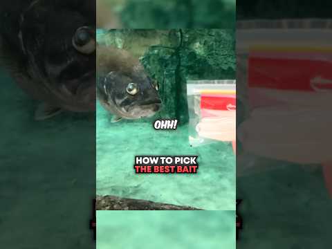 How To Pick The BEST Bait 🤯