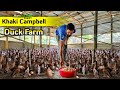 Khaki Campbell Duck Farm | আবদ্ধ পদ্ধতিতে 200 হাঁসের খামার | duck farmin