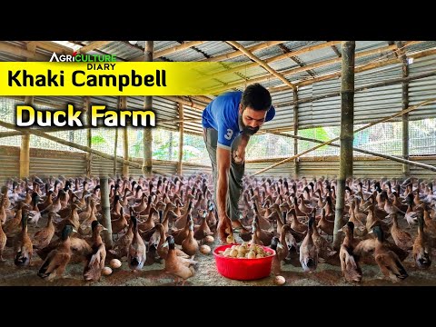 Khaki Campbell Duck Farm | আবদ্ধ পদ্ধতিতে 200 হাঁসের খামার | duck farming