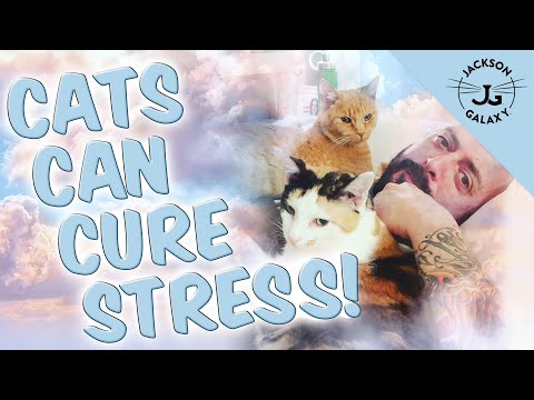 Your Cat Can Be Your Best Stress Reliever
