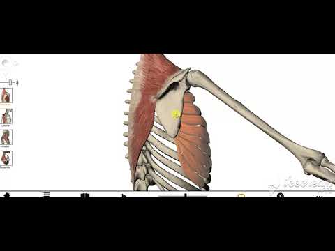 Serratus anterior muscle 3
