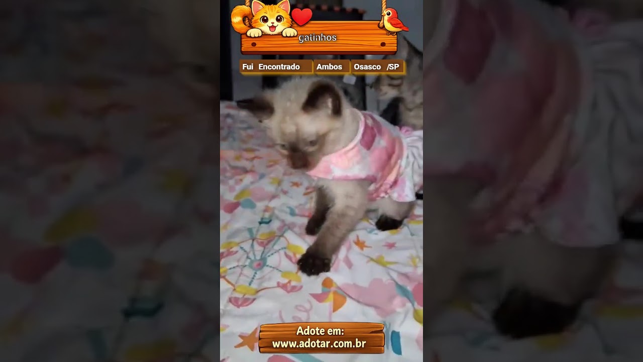 Gato raça SRD-ViraLata idade Abaixo de 2 meses nome gatinhos 