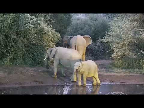 Kwa: Elephants getting a quick drink  - 18:05 - 04/29/19