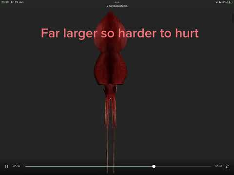 Colossal squid vs great white shark