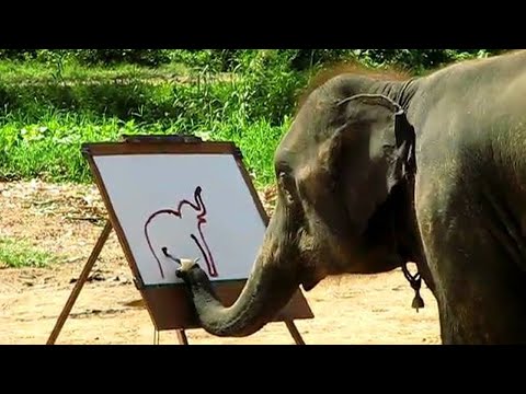 30 Moments Of Animal Genius That Will Amaze You