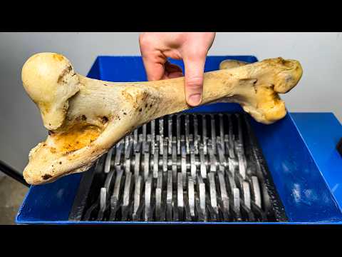What Happens When You Shred a Massive Beef Bone?!