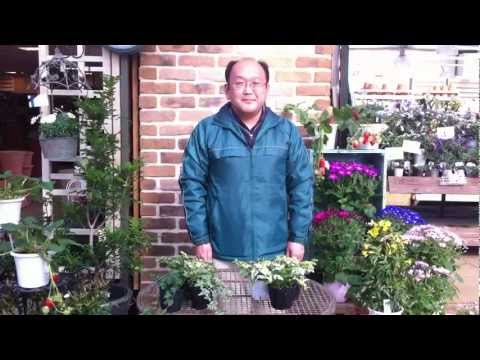 屋内アイビー「シカゴ」 植物