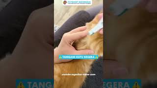 Download lagu Kitten Flea Medicine (for 8 Weeks old) mp3