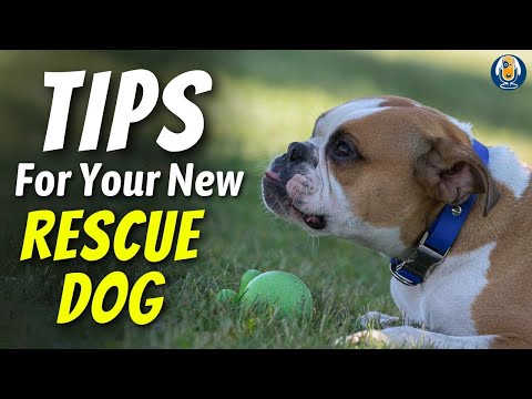 Rescue Dog Training: Priorities For Your First Week Together #255 #Podcast