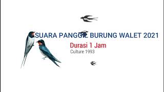 Download lagu SUARA BURUNG WALET 2021 DURASI PANJANG, MANTAP! mp3 Download lagu SUARA BURUNG WALET 2021 DURASI PANJANG, MANTAP! mp3