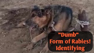 Dumb Form of Rabies! Identifying Rabies in Dogs By Vet#Doguniquecafe