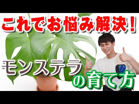 モンステラの気根:切りますか? 植物