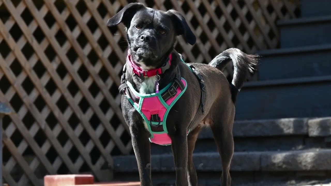 Lily (watch my video), a ADOPTABLE mixed breed in Ellicott City, MD video 6/6