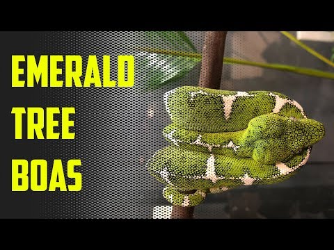 Episode 43 - 25 Minutes of Emerald Tree Boa Bliss!!!