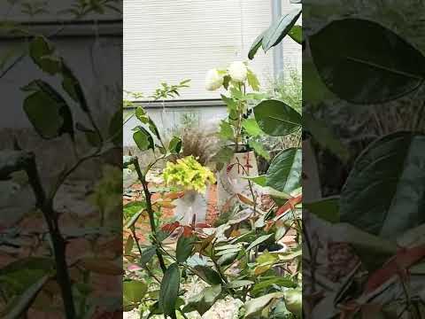  11月にアジサイを植えることはできますか？低木は寒さを恐れますか？  庭園