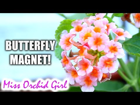 Farbwechselnde Blumen - Lantana, der Schmetterlingsmagnet