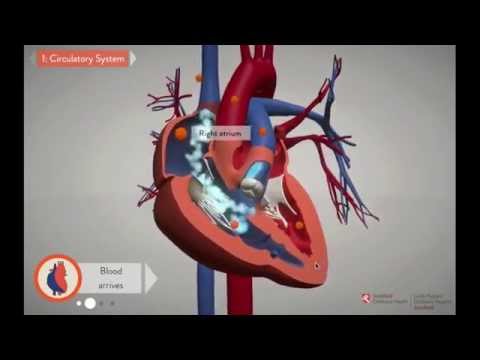 Chapter 1: Circulation  - Stanford Children's Health
