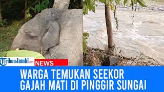 Download lagu Diduga Terseret Banjir, Warga Tabir Merangin Temukan Gajah Mati Sungai mp3 Download lagu Diduga Terseret Banjir, Warga Tabir Merangin Temukan Gajah Mati Sungai mp3