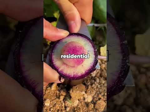 As I got into the Uber, he asked "Did you say goodbye to everyone important?”